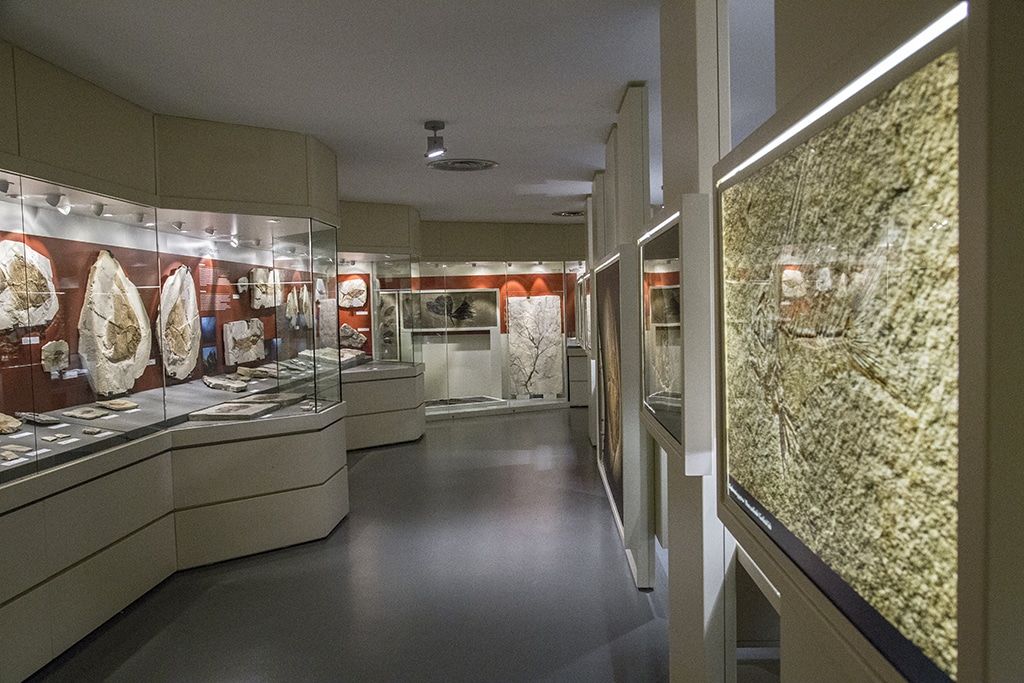Museo dei fossili di Bolca interno -  Museo dei fossili di Bolca