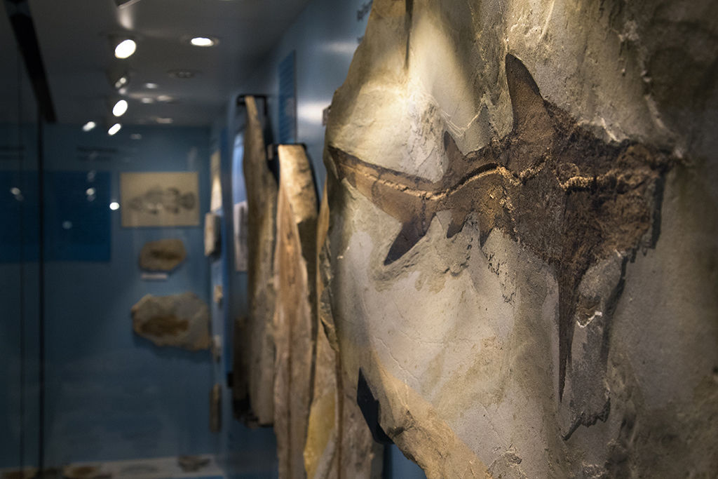Museo dei fossili di Bolca- reperto -  Museo dei fossili di Bolca