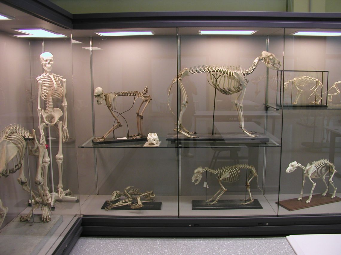 MUSEO DI MEDICINA VETERINARIA