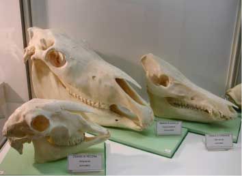 MUSEO DI STORIA NATURALE DELL'ALPAGO