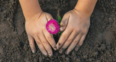 Due mani di bimbo poggiate sul terreno e sporche di terra, intente a piantare un fiore fucsia.