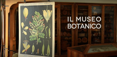 Sala museale con vetrine in legno, contenenti esemplari botanici. Al centro si trova un pannello didattico che illustra diverse parti di una pianta, con disegni di fiori, foglie e baccelli numerati. Sulla destra c'è la scritta bianca "Il Museo Botanico".