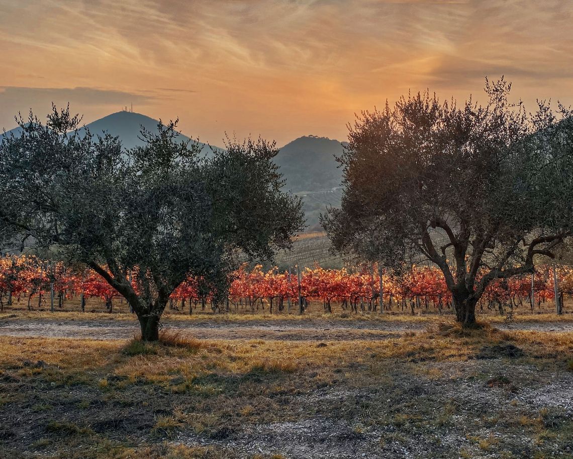 alberi verdi con una fila di alberi rossi i colli che fanno da sfondo