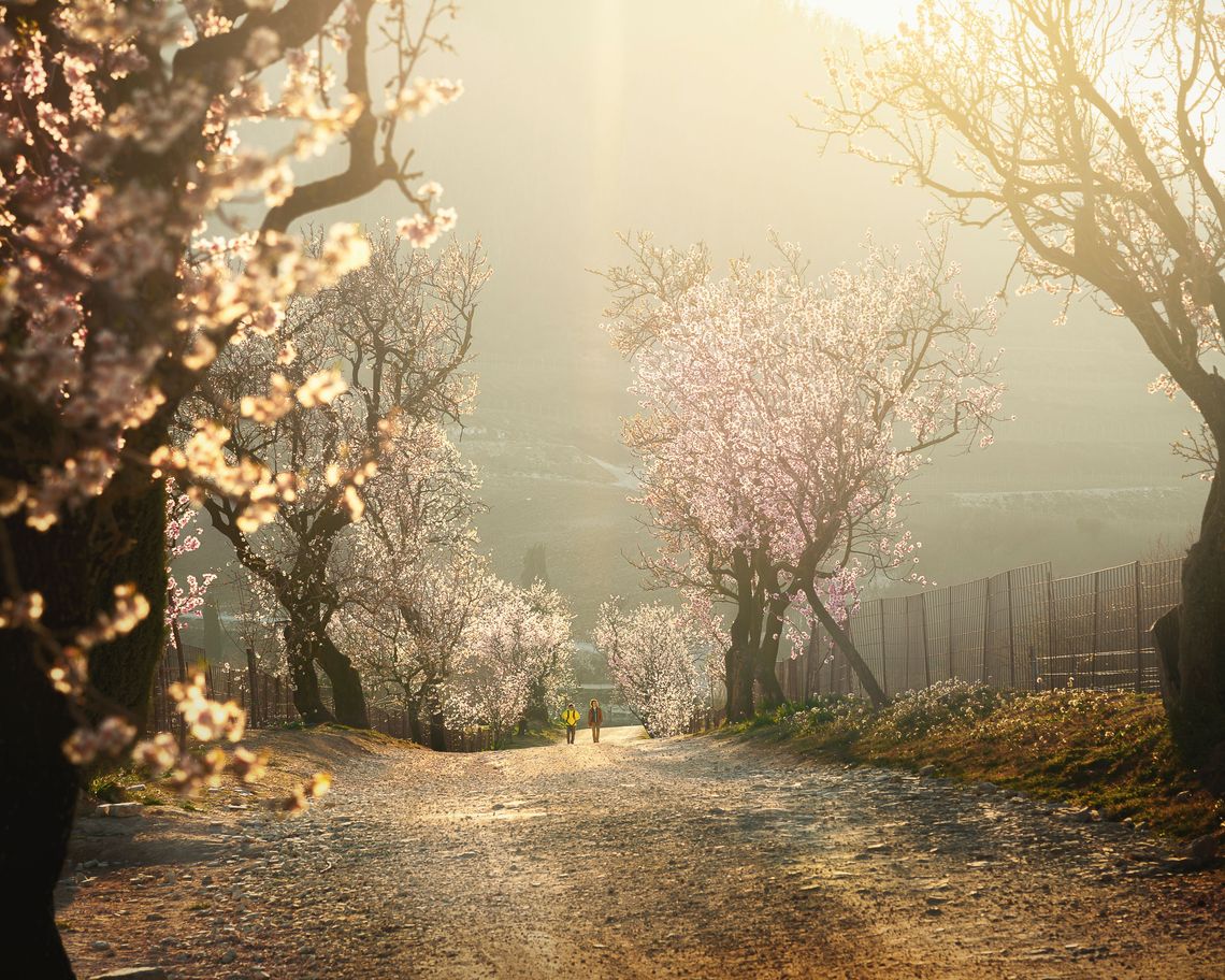 alberi di pesco in fiore ai lati di un sentiero