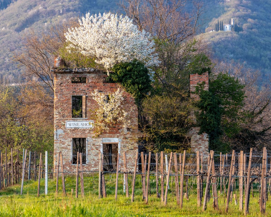 Antico caseggiato in pietra tra i vigneti con albero fiorito