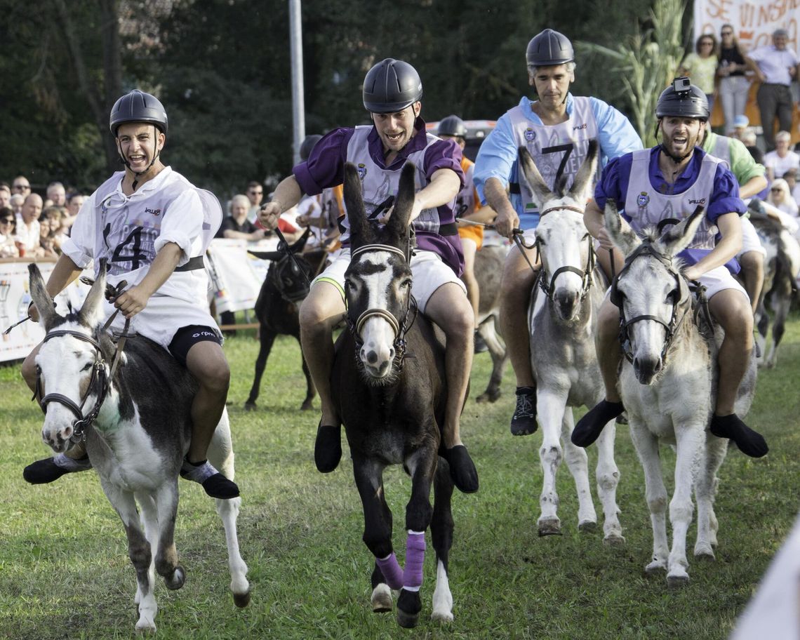 fantini con il caschetto a cavallo dei muli durante una corsa