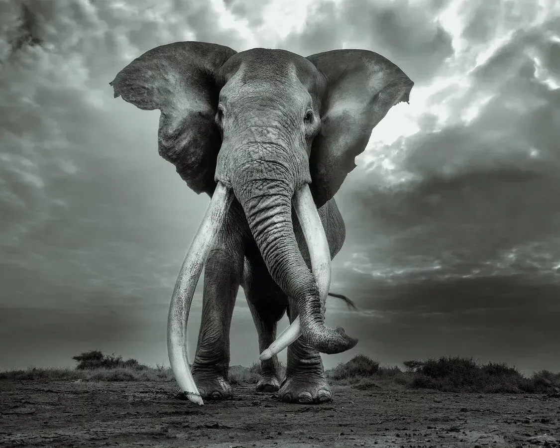 fotografia in bianco e nero con il primo piano di un elefante