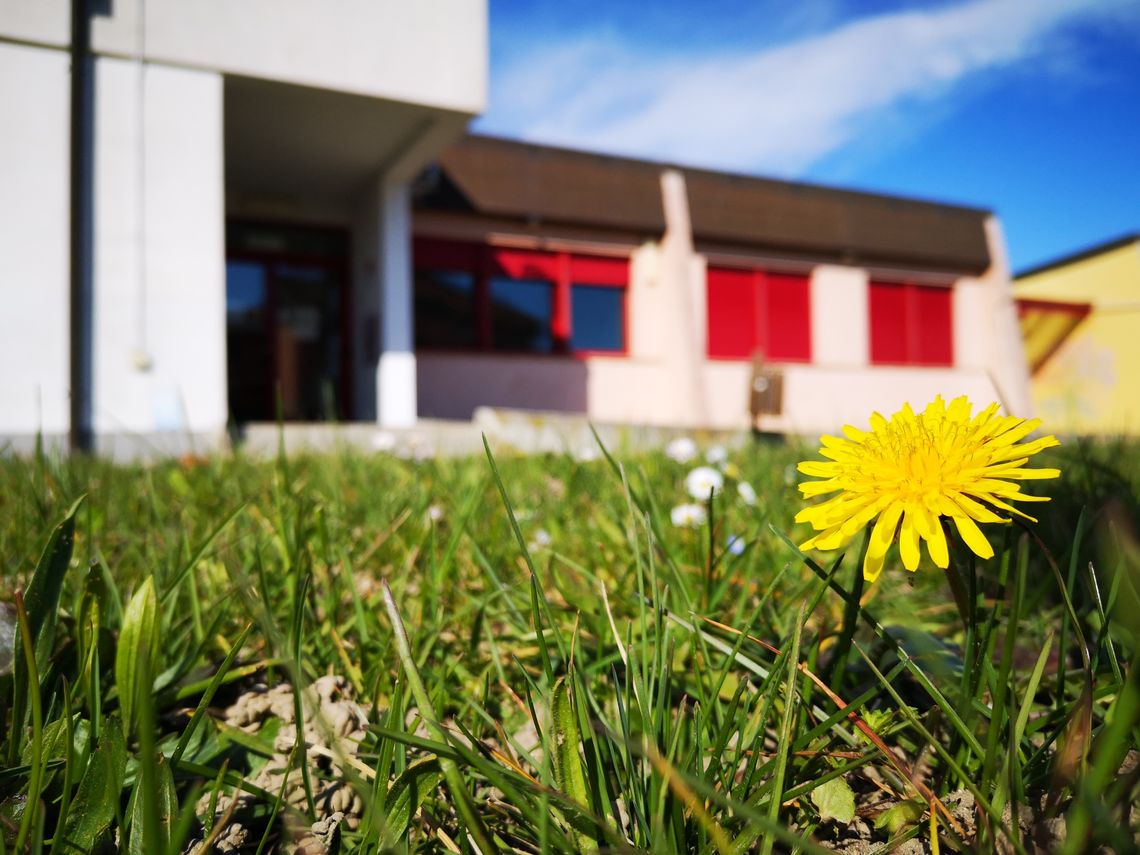 Esterno della biblioteca: edificio bianco ad un piano con finestre e balconi rossi. In primo piano il pratoc he cironda la biblioteca con un fiore giallo.