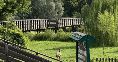 papera nel parco circondato da recinzione in legno